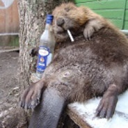 Bobr kurwa - steam id 76561199672246073