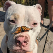 M ₳ ₲ ł ₵ - steam id 76561198172043059