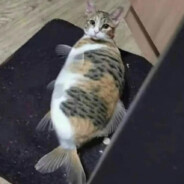 橙橙风味咸鱼干