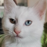 阿威18式全活不打折