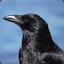 Crow