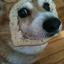 BreadingDog