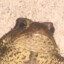 Contemplates Toads