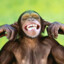 Ape
