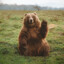 Friendly Bear