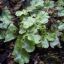 Marchantia