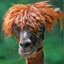 Alpaca