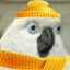 Lorito con Frio