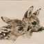 Fawn