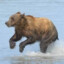 Running Bear