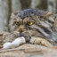 Manul