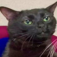 azat1k - steam id 76561198227646604