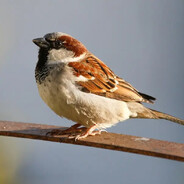 Avatar of iTeleportedbread