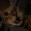 yes that's my cat