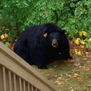 tent shaped bear