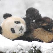 panda9668