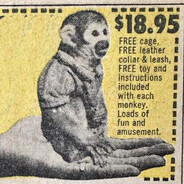 darling pet monkey