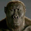 Tough Erectus