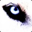 Ridge_Wolf01