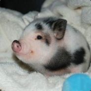 我很鱼，别打我。