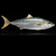 KING FISH