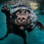 dogdogdog
