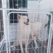 Yare Yare (やれ やれ)