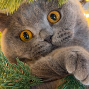 Julie - steam id 76561197978513782