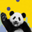 Panda!