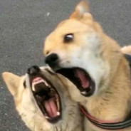 凭什么后来居上