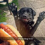 Da_dOtHoG