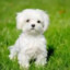 Ton petit bichon d&#039;amour