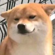 她还会回来吗。