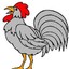 -Rooster-