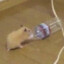 HammieBoye