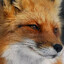 Red_Fox