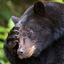 Black Bear