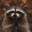 ❀ Racoon ❀