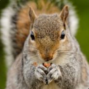 Squirrel1722