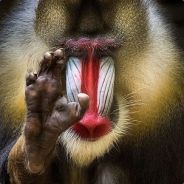 baofeng@(''._.) [CN]`