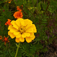 小齐同学打怪兽