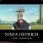 The Ninja Ostrich