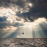 凡王之血必以剑终