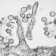 hantavirus avatar