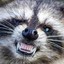 Aggressive Raccoon