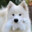 floof samoyed ®'s avatar