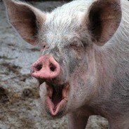 свиноматка