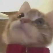 时不时打得准的猫猫头