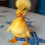 AliveDuck