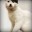 Kitler